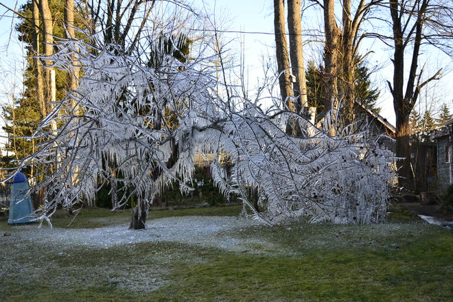 "The Ice Tree" Courtenay, British Columbia Canada