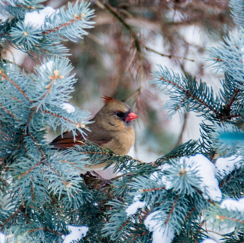 Winter Cardinal Orleans, Ontario Canada