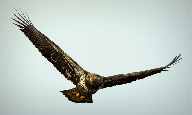 Immature Bald Eagle At Boundary Bay Delta, British Columbia Canada