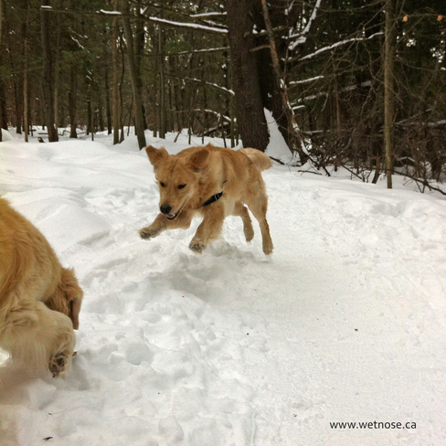 Pounce on that stick! Fun on today's dogwalk Stittsville, Ontario Canada