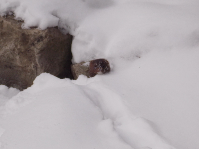 Hiding in the Snow Hamilton, Ontario Canada