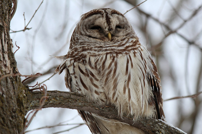 Beautiful Barred Owl Keswick, Ontario Canada