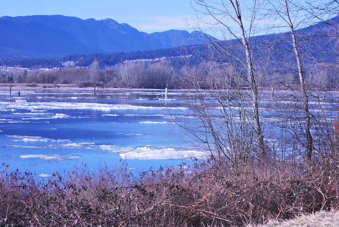 ice on the Fraser Pitt Meadows, British Columbia Canada