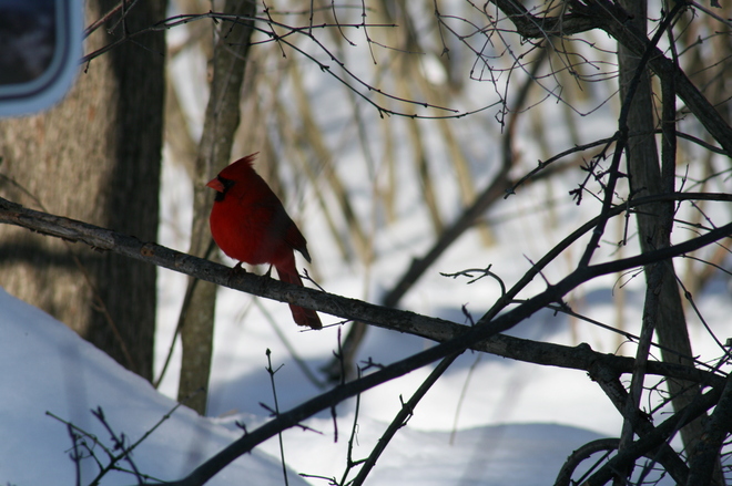 Cardinal Kingston, Ontario Canada