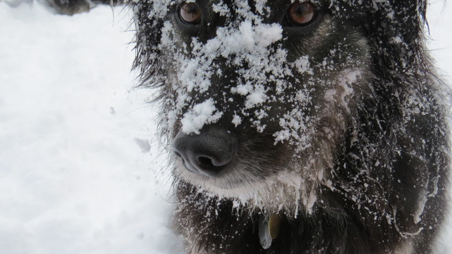 Snowy dog! London, Ontario Canada