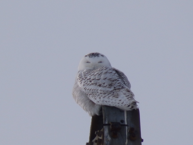 Snowy owl sitting high Berwick, Ontario Canada