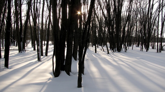 Sun streaming thru the trees Ottawa, Ontario Canada