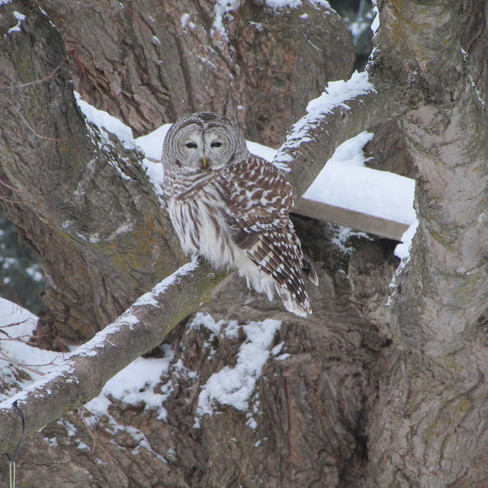 Owl North Augusta, Ontario Canada