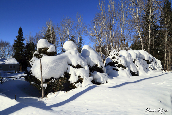 Burdened With Snow Lac du Bonnet, Manitoba Canada