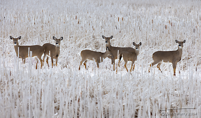 Presqu'ile Deer Seek Refuge From Ice Storm Brighton, Ontario Canada