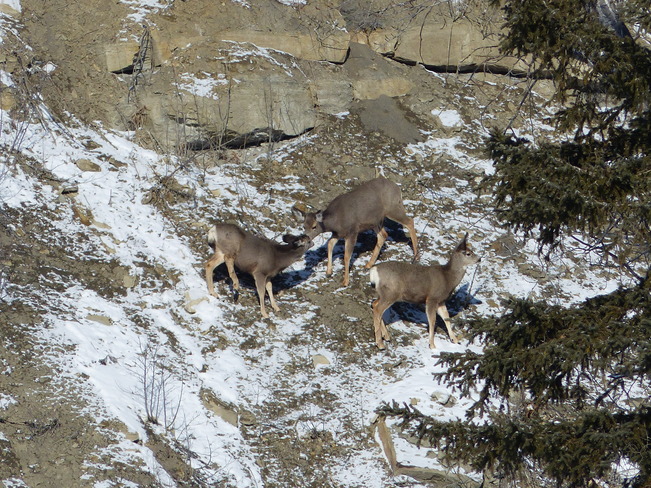 The deer family Calgary, Alberta Canada
