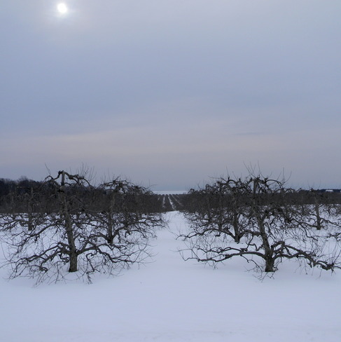 Winter Orchard Colborne, Ontario Canada