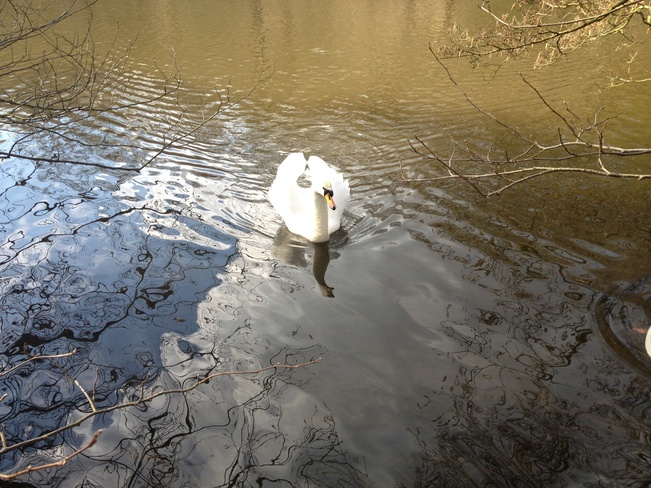 swan calm Hyde, Tameside, North West England United Kingdom