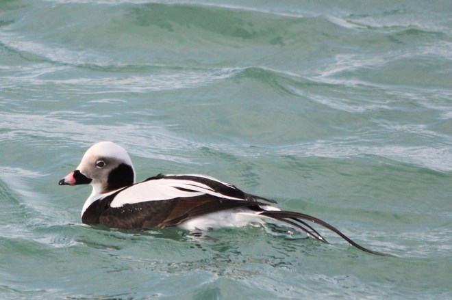 Long-Tailed Duck Whitby, Ontario Canada