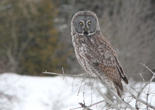 Great Grey Owl Whitby, Ontario Canada