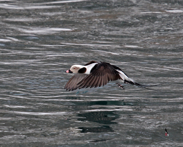 Male Long-tailed Duck Port Colborne, Ontario Canada