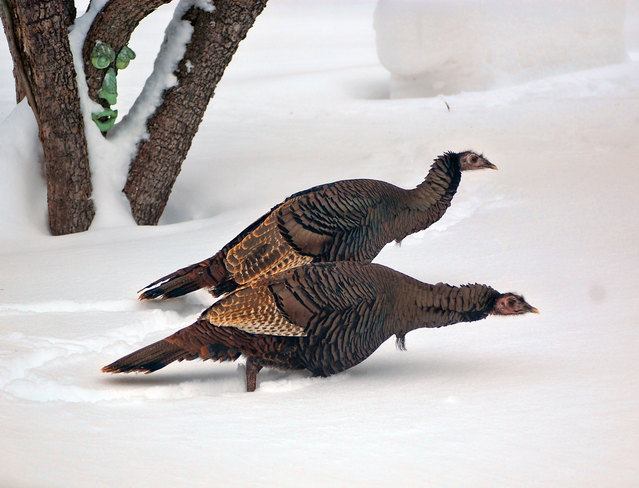 Wild Turkeys in the Yard Huntsville, Ontario Canada