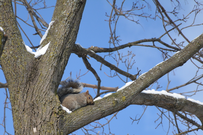Grey squirrel St. Catharines, Ontario Canada
