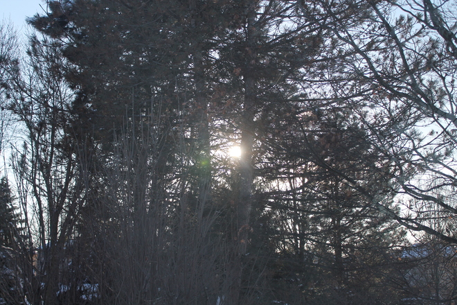 Sun set through the trees Brantford, Ontario Canada