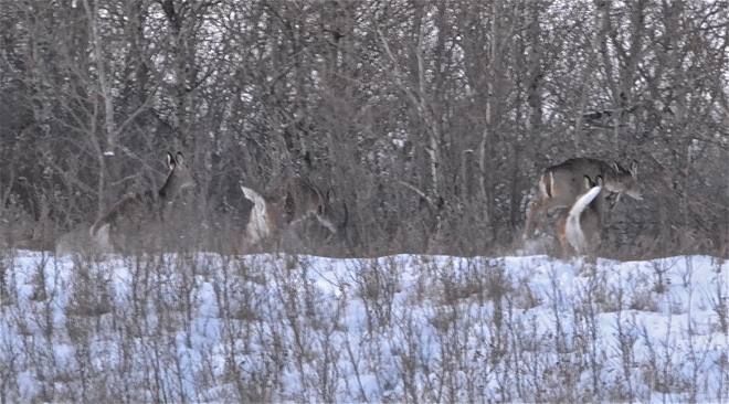 Deer Jumping Punnichy, Saskatchewan Canada