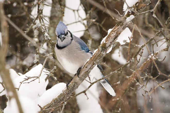 Bluejay during a snowfall Kingston, Ontario Canada