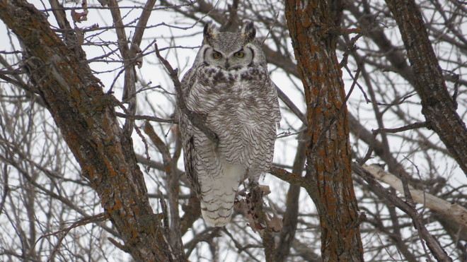 Owl St. Andrews, Manitoba Canada