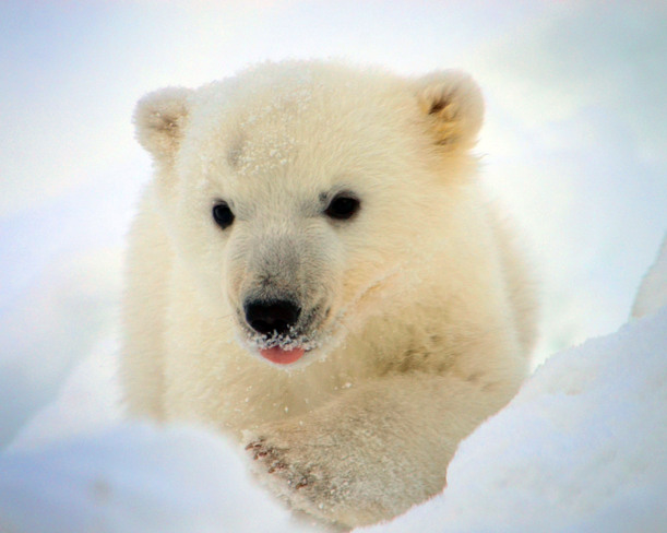 Polar Bear Cub Scarborough, Ontario Canada