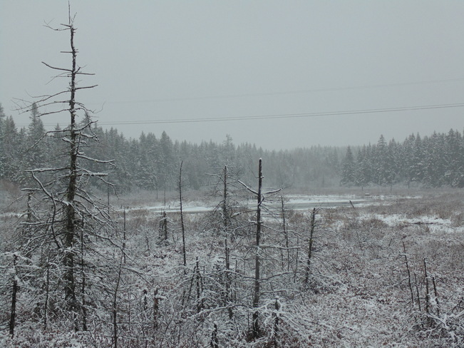snow bog Rothesay, New Brunswick Canada