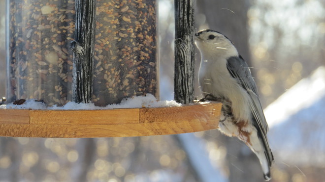 Nuthatch having lunch St. Andrews, Manitoba Canada