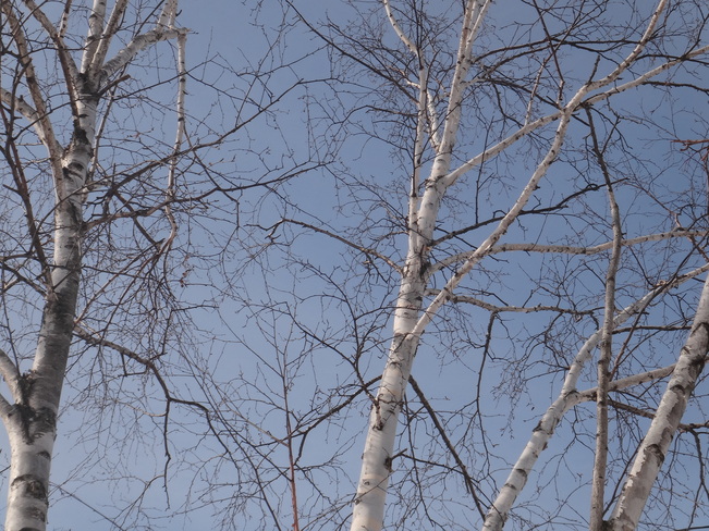 Tree and blue sky. Toronto, Ontario Canada
