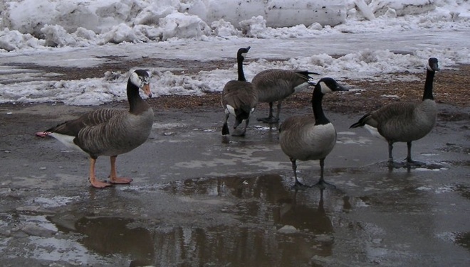 Swan / Goose Stoney Creek, Ontario Canada