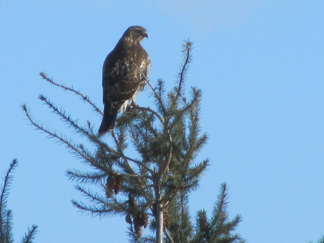 Hawks favorite tree Vernon, British Columbia Canada