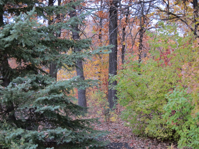 Back yard fall colors 