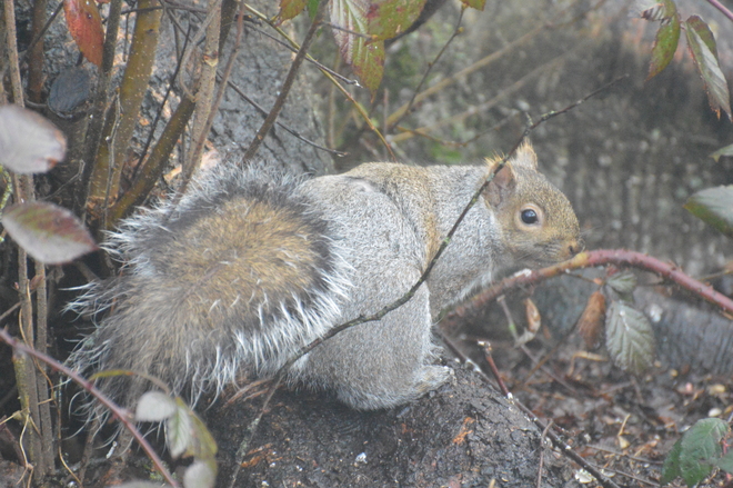 Cute Squirrel Richmond, British Columbia Canada