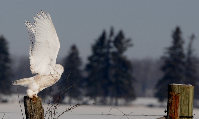 Snowy Owl female Linwood, Ontario Canada