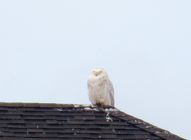 Snowy Owl Waiting for Cupid Winona, Ontario Canada
