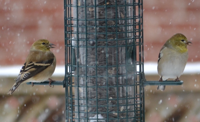 Goldfinches On A Snowy Day Ottawa, Ontario Canada
