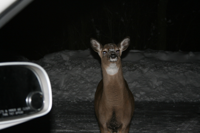 Deer with Attitude 3 Cornwall, Ontario Canada