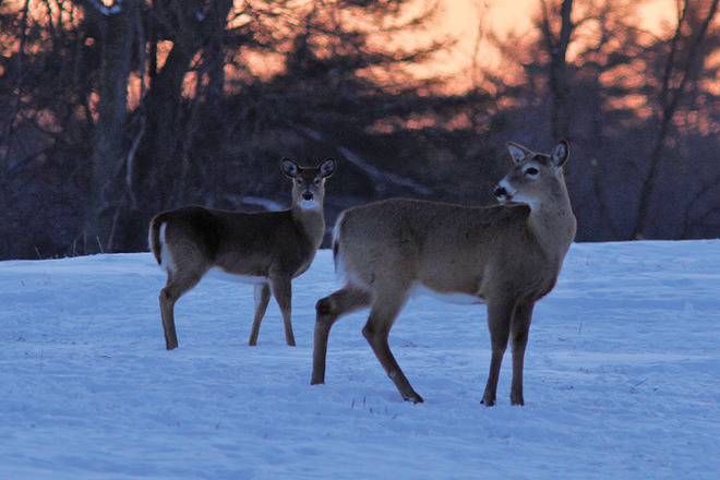 Deer at Sunset Kingston, Ontario Canada