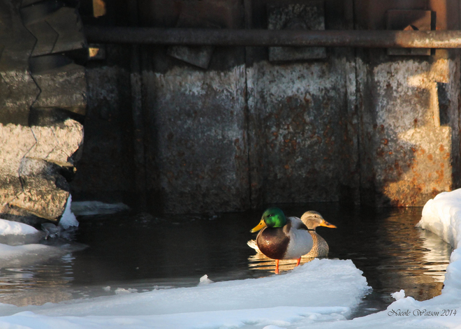 Lovey Ducks @ the Wharf! Kingston, Ontario Canada