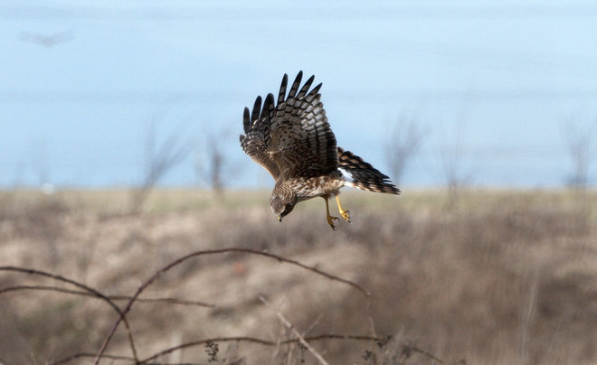 Northern Harrier Hawk Ready to Pounce Delta, British Columbia Canada