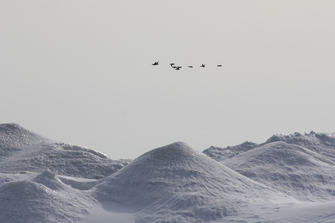many birds past the ice Brighton, Ontario Canada