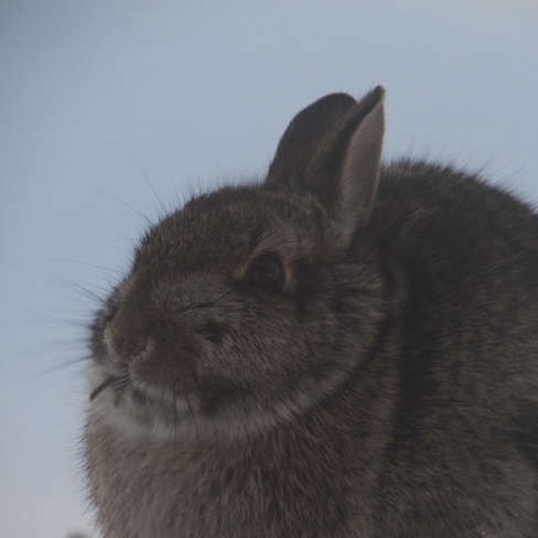 A Bunny in My Yard Stony Mountain, Manitoba Canada