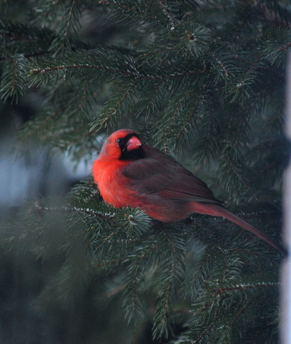 Cardinal at the window 