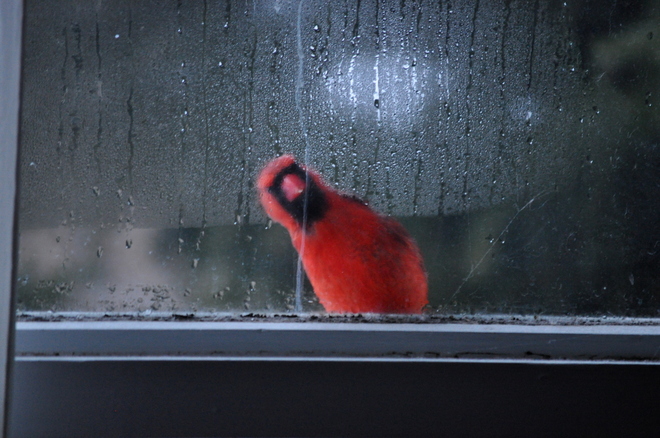 Curious Cardinal 