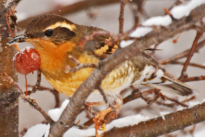 Varied Thrush With a Berry Kitchener, Ontario Canada