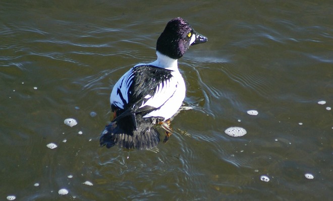 Male Common Goldeneye with some food he surfaced with... Goderich, Ontario Canada
