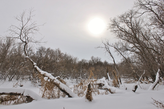 Winter's Pale Sun Winnipeg, Manitoba Canada