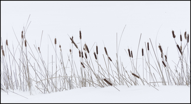 Sheriff Creek cattails in the snow. Elliot Lake, Ontario Canada