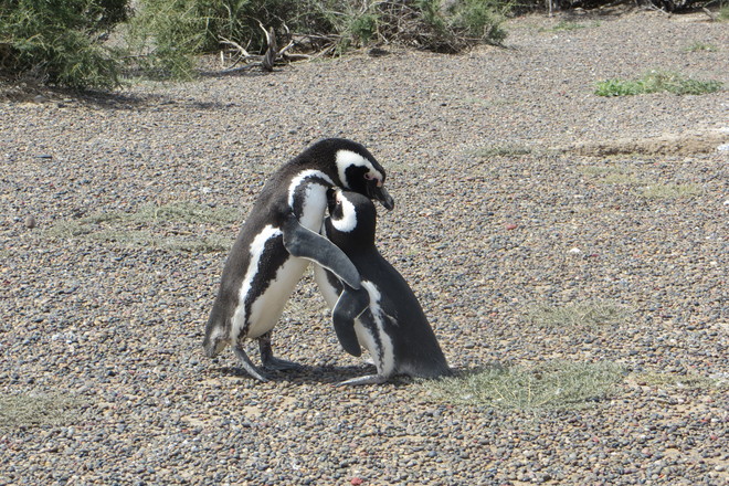 Magdalena Penguins 